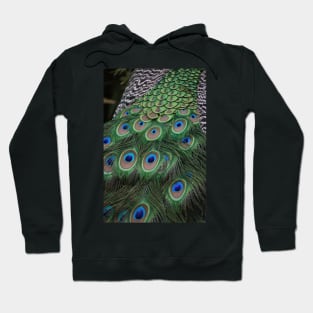 Javan Green Peafowl Hoodie